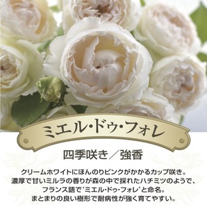 送料無料 ミエル ドゥ フォレ 新苗4号鉢  鉢植え バラ 薔薇 河本バラ園 ローズ ドゥ メルスリーの画像2