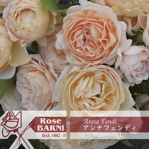  free shipping Anna Fendi new seedling 4 number pot potted plant rose rose bar ni Italy 