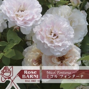 送料無料　ミコル フォンターナ　新苗4号鉢　　鉢植え バラ 薔薇 バルニ イタリア