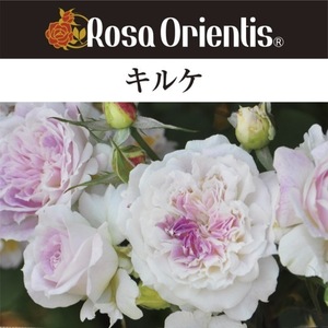  free shipping cut ke new seedling 4 number pot potted plant rose rose rosaolientis