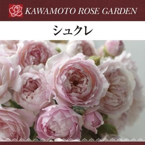  бесплатная доставка shukre новый рассада 4 номер горшок растение в горшке роза роза река книга@ роза . rose 