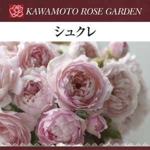 送料無料　シュクレ　新苗4号鉢　　鉢植え バラ 薔薇 河本バラ園 ローズ