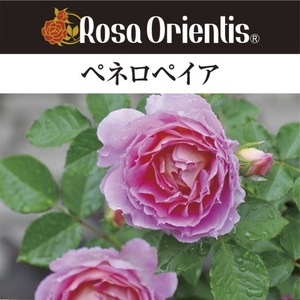 送料無料　ペネロペイア　新苗4号鉢　　鉢植え バラ 薔薇 ロサ オリエンティス