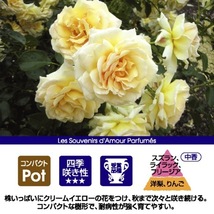 送料無料　テレトン　新苗4号鉢　　鉢植え バラ 薔薇 デルバール フレンチローズ_画像2