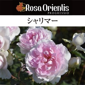 送料無料　シャリマー8号鉢　春開花株　　鉢植え バラ 薔薇 ロサ オリエンティス 大苗 開花苗 見本鉢