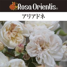 送料無料　アリアドネ　新苗4号鉢　　鉢植え バラ 薔薇 ロサ オリエンティス_画像1