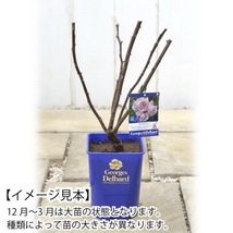 送料無料　フラマン ローズ6号鉢　春開花株　　鉢植え バラ 薔薇 デルバール 大苗 フレンチローズ 開花苗_画像4