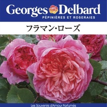 送料無料　フラマン ローズ6号鉢　春開花株　　鉢植え バラ 薔薇 デルバール 大苗 フレンチローズ 開花苗_画像1