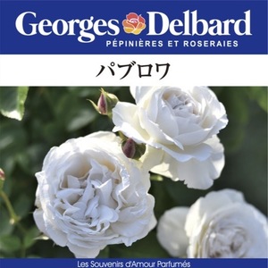 送料無料　パブロワ6号鉢　春開花株　　鉢植え バラ 薔薇 デルバール 大苗 フレンチローズ 開花苗