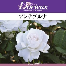 送料無料　アンナプルナ6号鉢　春開花株　　鉢植え バラ 薔薇 ドリュ 大苗 フレンチローズ 開花苗_画像1