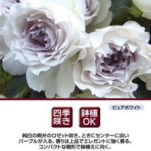 送料無料　ガブリエル　6号鉢　春開花株　　鉢植え バラ 薔薇 河本バラ園 ヘブンシリーズ 大苗 開花苗_画像2