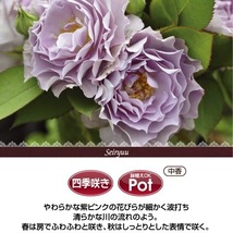 送料無料　清流　6号鉢　春開花株　　鉢植え バラ 薔薇 河本バラ園 大苗 開花苗_画像2