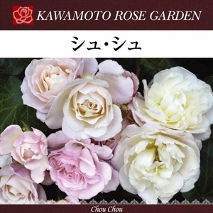 送料無料　シュ シュ　6号鉢　春開花株　　鉢植え バラ 薔薇 河本バラ園 大苗 シュシュ 開花苗