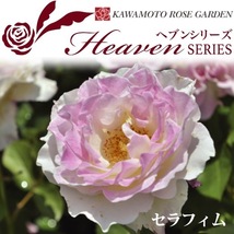 送料無料　セラフィム　6号鉢　春開花株　　鉢植え バラ 薔薇 河本バラ園 ヘブンシリーズ 大苗 開花苗_画像1