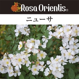 送料無料　ニューサ　6号鉢　春開花株　　鉢植え バラ 薔薇 ロサ オリエンティス 大苗 開花苗