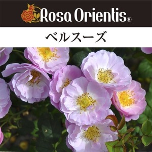 送料無料　ベルスーズ　6号鉢　春開花株　　鉢植え バラ 薔薇 ロサ オリエンティス 大苗 開花苗