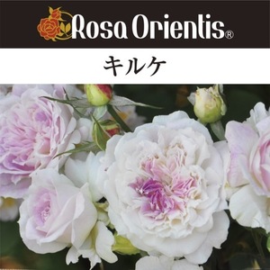 送料無料　キルケ　6号鉢　春開花株　　鉢植え バラ 薔薇 ロサ オリエンティス 大苗 開花苗