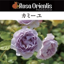 送料無料　カミーユ　6号鉢　春開花株　　鉢植え バラ 薔薇 ロサ オリエンティス 大苗 開花苗_画像1