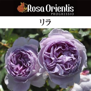 送料無料　リラ　6号鉢　春開花株　　鉢植え バラ 薔薇 ロサ オリエンティス 大苗 開花苗