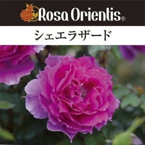 送料無料　シェエラザード　6号鉢　春開花株　　鉢植え バラ 薔薇 ロサ オリエンティス 大苗 開花苗