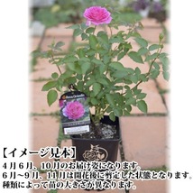 送料無料　ダフネ　6号鉢　春開花株　　鉢植え バラ 薔薇 ロサ オリエンティス 大苗 開花苗_画像3