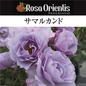 送料無料　サマルカンド　6号鉢　春開花株　　鉢植え バラ 薔薇 ロサ オリエンティス 大苗 開花苗