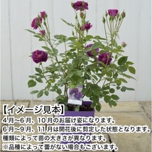 送料無料　ミステリューズ6号鉢　春開花株　　鉢植え バラ 薔薇 ドリュ 大苗 フレンチローズ 開花苗_画像3