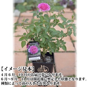 送料無料 シャーウッド 6号鉢 春開花株  鉢植え バラ 薔薇 ロサ オリエンティス 大苗 開花苗の画像4