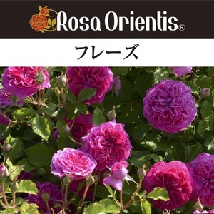 送料無料　フレーズ　新苗4号鉢　　鉢植え バラ 薔薇 ロサ オリエンティス