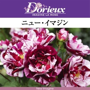 送料無料　ニュー イマジン長尺7号 大苗　　鉢植え バラ 薔薇 ドリュ 大苗 フレンチローズ 7号鉢 7寸