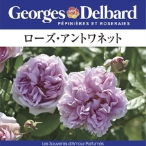 送料無料　ローズ アントワネット長尺7号 大苗　　鉢植え バラ 薔薇 デルバール 大苗 7号鉢 7寸_画像1