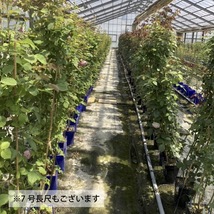 送料無料　ローズ アントワネット長尺7号 大苗　　鉢植え バラ 薔薇 デルバール 大苗 7号鉢 7寸_画像7