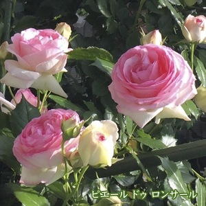  бесплатная доставка Pierre du long sa-ru длинный 7 номер большой рассада растение в горшке роза роза большой рассада me Ian .. роза tsuru роза 7 номер горшок 7 размер 