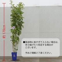 送料無料　ラ レーヌ ドゥ ラ ニュイ長尺7号 大苗　　鉢植え バラ 薔薇 デルバール 大苗 フレンチローズ 7号鉢 7寸_画像4