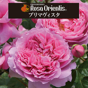 送料無料　プリマヴィスタ　6号鉢　春開花株　　鉢植え バラ 薔薇 ロサ オリエンティス 大苗 開花苗