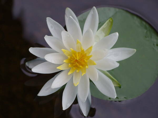 耐寒性睡蓮・スイレン　白い花の睡蓮　30年以上ずっと育てていますので、初めての方にも育てやすいと思います。