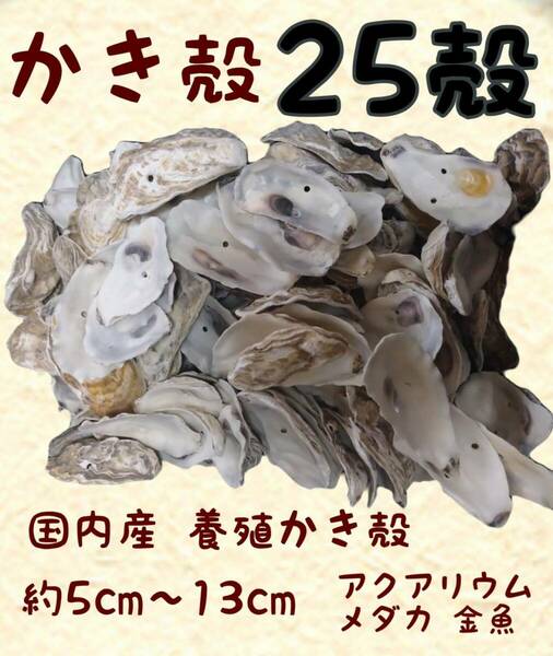 国内産 牡蠣殻25殻 アクアリウム 金魚 メダカ 錦鯉 熱帯魚 越冬 水質安定 生物濾過 バクテリア