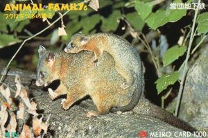 [即決]1991年発行A42 フクロギツネの親子 動物 使用済「メトロカード」