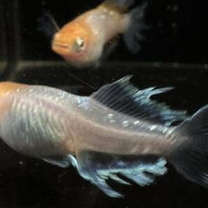 【桜虹めだか】ハイビスカスメダカの幼魚6匹(補償1匹含む)大きさ約1.5cm(完全無選別)＊極上種親.夢中メダカ様直系＊の画像4