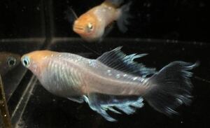 【桜虹めだか】極上種親.ハイビスカスメダカの稚魚6匹(補償1匹含む)大きさ約7mm〜1cm(完全無選別)