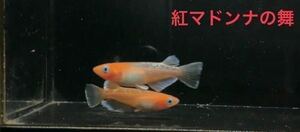 【桜虹めだか】極上種親.紅マドンナの舞.稚魚15匹(補償3匹含む)大きさ約1cm(完全無選別)