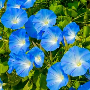 【花の種】朝顔☆ヘブンリーブルー 種子 約30粒！