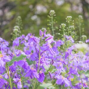 【売切次第終了！】ムラサキハナナ☆紫花菜 花の種 100粒以上！