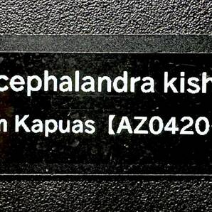 Bucephalandra Kishii from Kapuas [AZ0420-6]の画像7