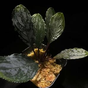 Bucephalandra Kishii from Kapuas [AZ0420-6]の画像5