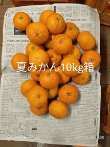 ご家庭用夏みかん10kg箱/Sサイズ