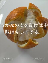 ご家庭用夏みかん10kg箱/Mサイズ_画像3