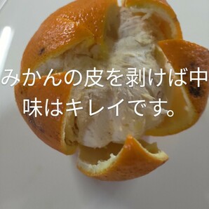 ご家庭用夏みかん10kg箱/Sサイズの画像3