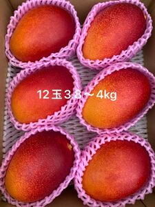 宮崎県産完熟マンゴー Lサイズ12玉 3.8〜4kg