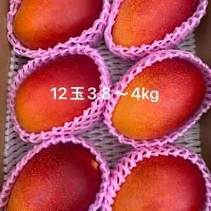宮崎県産完熟マンゴー Lサイズ12玉 3.8〜4kg